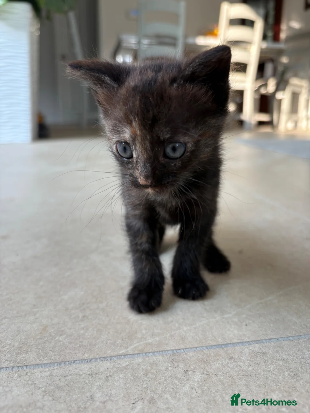 Mixed Breed cats for sale: 6 week old tortoiseshell kitten- pinky  - Advert 4
