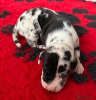 Great Dane dogs - Advert 5