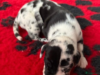 Great Dane dogs - Advert 1