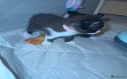 Ragdoll cats for sale: 2 kittens available 1 female, 1 male  - Image 19