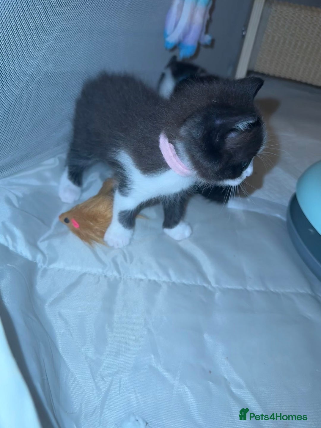 Ragdoll cats for sale: 2 kittens available 1 female, 1 male  - Image 19