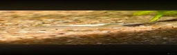 Shrimps fish for sale: Neocaridina shrimp  - Advert 8