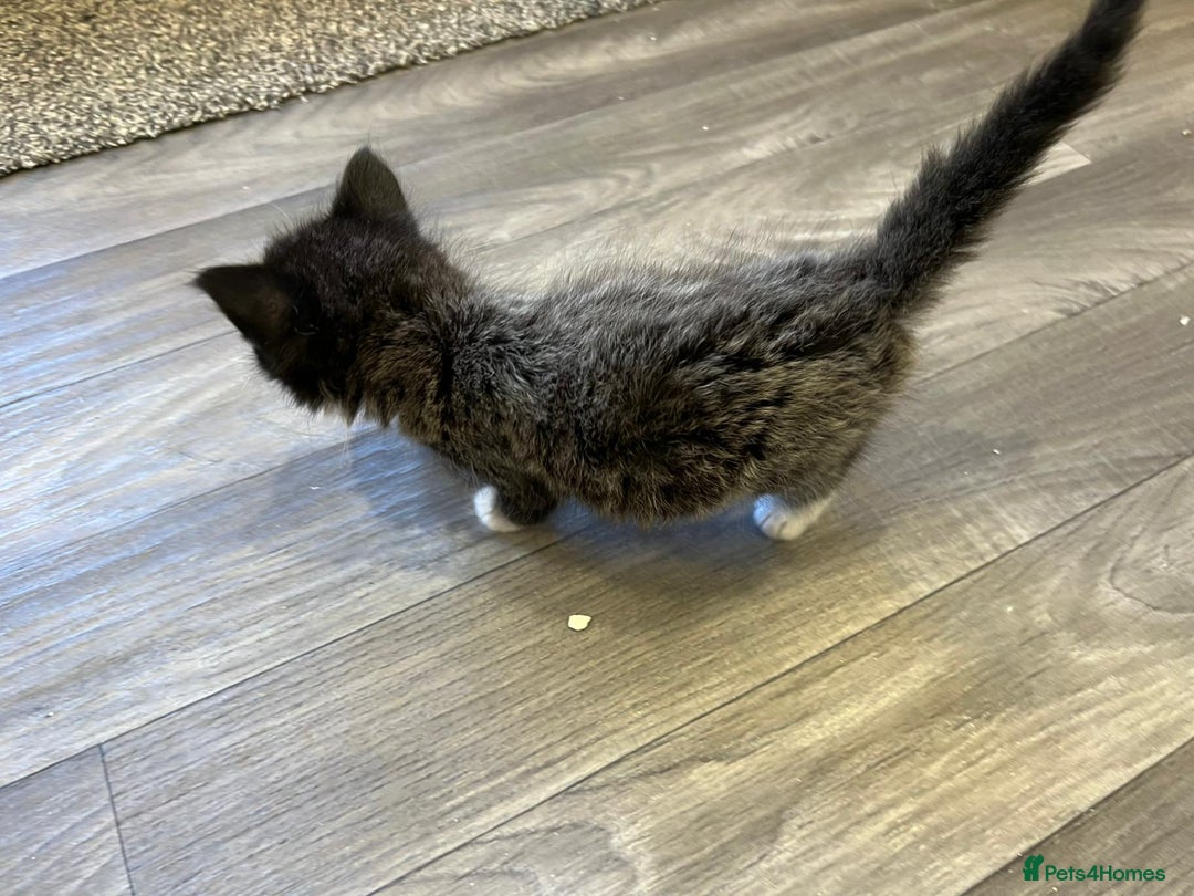 Mixed Breed cats for sale: 1x Boy and 1x Girl Kitten For Sale - Image 13