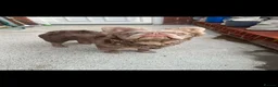 French Bulldog dogs for sale: Grade a French bulldogs  - Advert 4