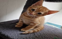Mixed Breed cats for sale: 2 Ginger Boys, 1 Tabby Girl. Donate to charity - Image 33