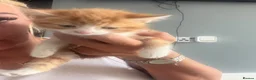 Mixed Breed cats for sale: Beautiful Very Fluffy Kittens for Sale 🐾 - Advert 12