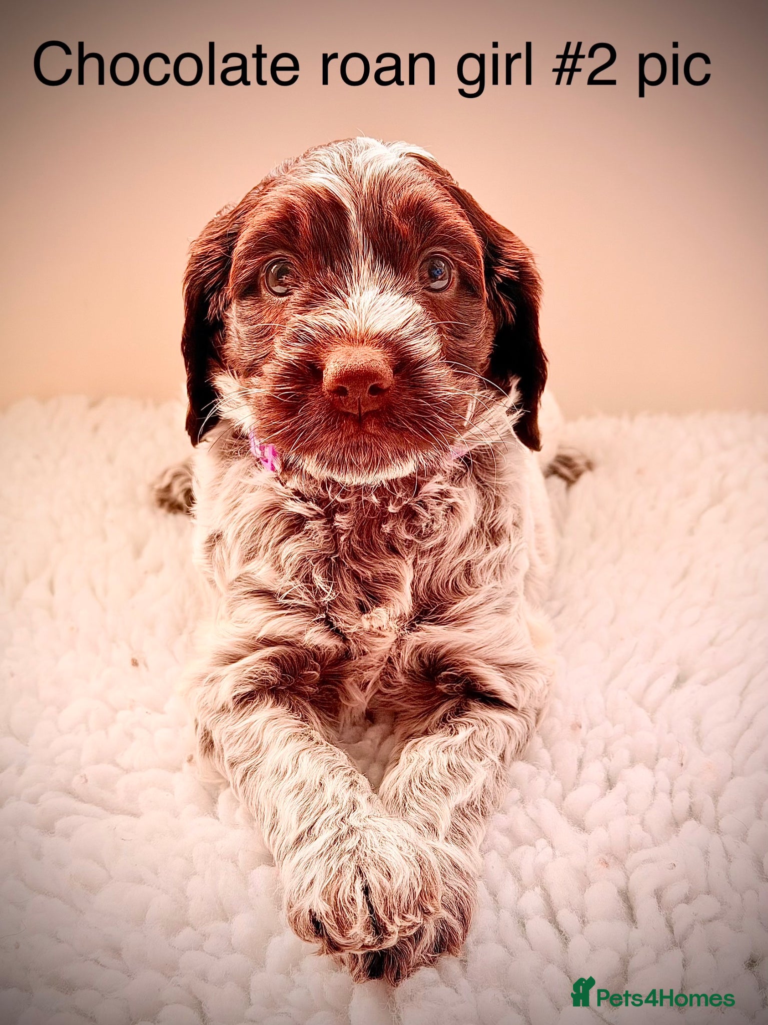 Cockapoo dogs F1 show type Cockapoos from health tested parents  - Advert 16