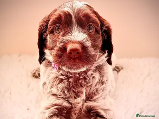Cockapoo dogs F1 show type Cockapoos from health tested parents - Advert 16