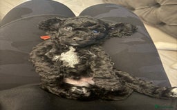 Cavapoo dogs for sale: Cavapoo FB1 puppies  - Image 3