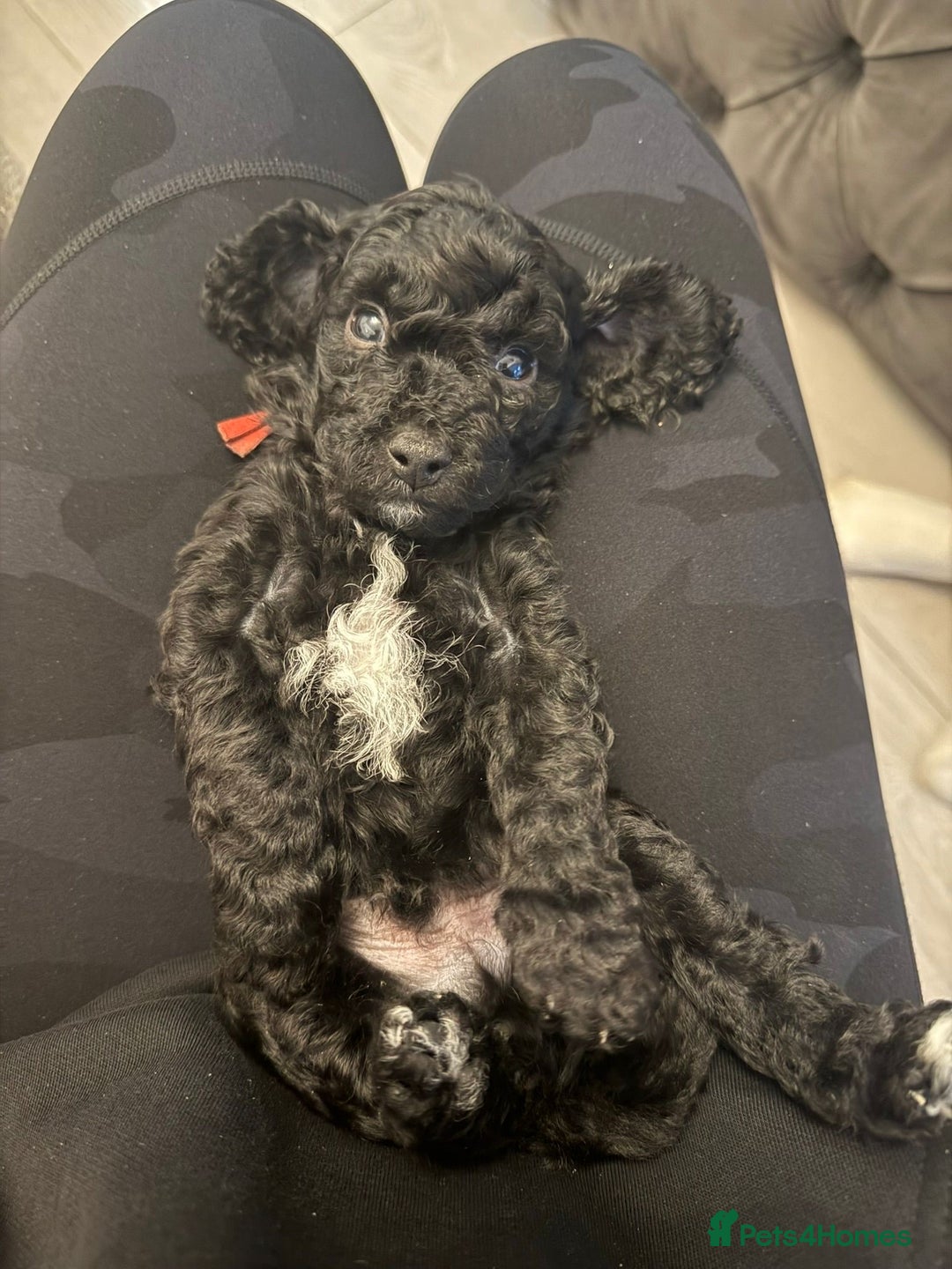 Cavapoo dogs for sale: Cavapoo FB1 puppies  - Image 3