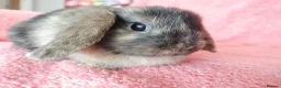 Mini Lop rabbits for sale: Baby mini lops for sale  - Advert 5
