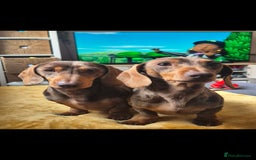 Miniature Dachshund dogs for sale: £800 for 2 male miniature choc dapple dachshunds - Image 3
