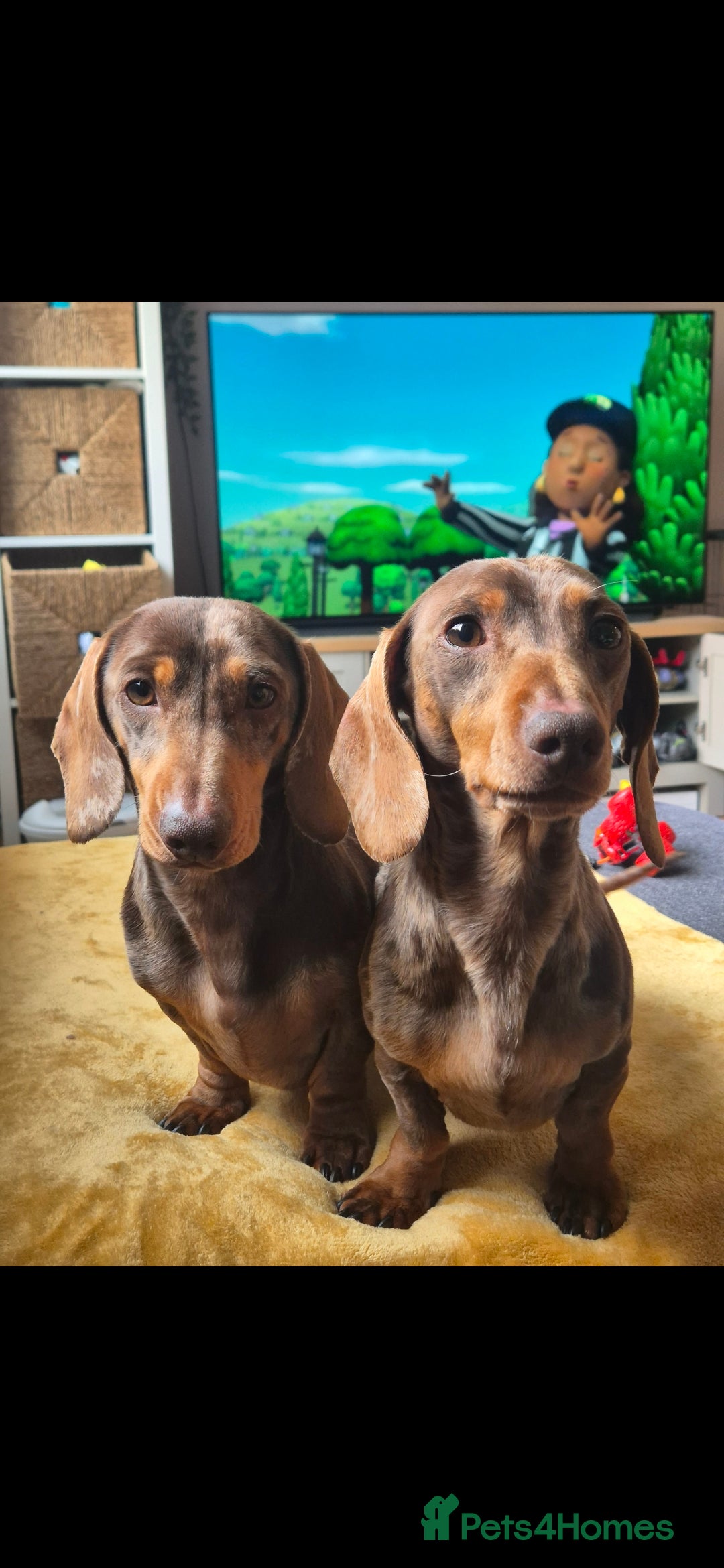 Miniature Dachshund dogs for sale: £800 for 2 male miniature choc dapple dachshunds - Image 3