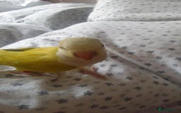 Parakeets birds for sale: Cute Quaker parrots hand reared male and female - Image 28