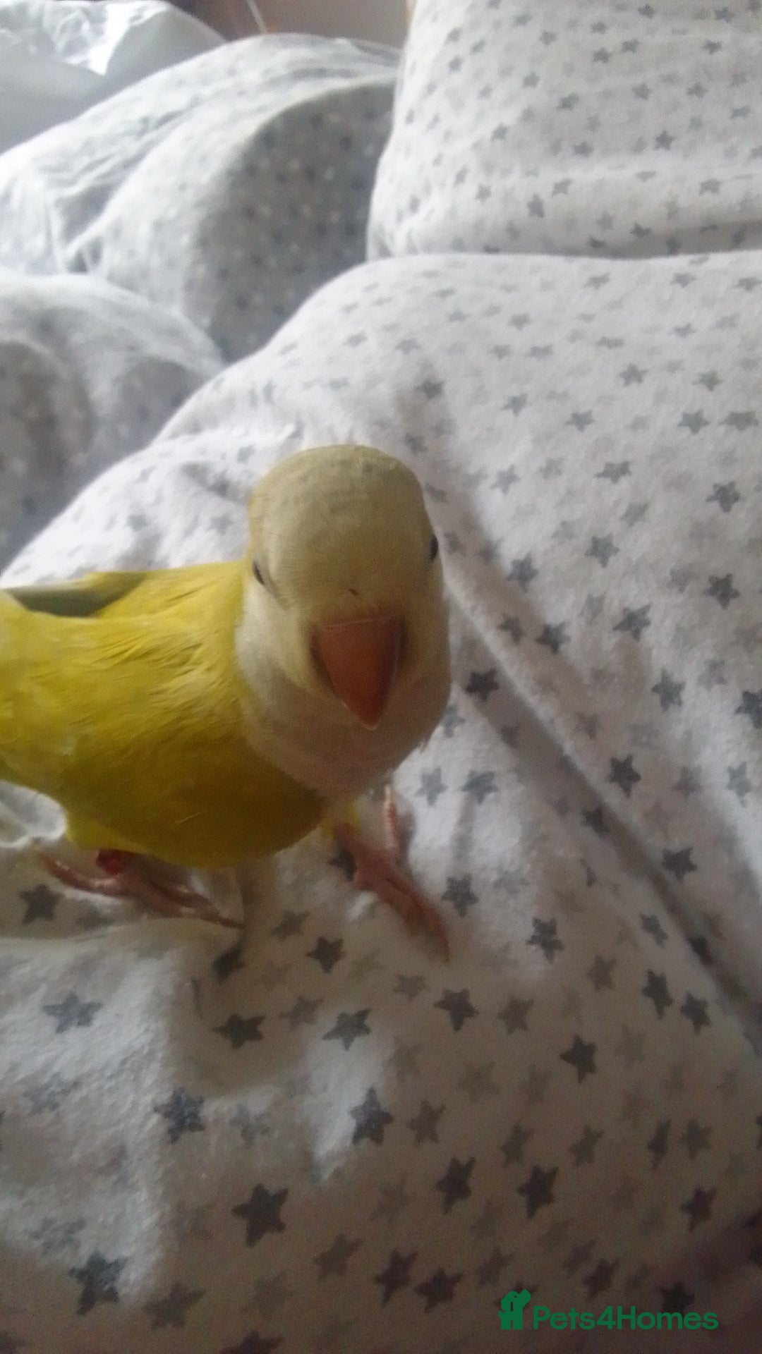 Parakeets birds for sale: Cute Quaker parrots hand reared male and female - Image 28