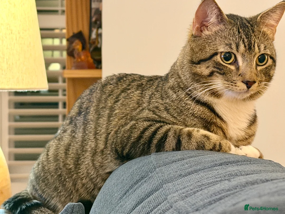 Mixed Breed cats for sale: Affectionate & super friendly cat need a new home in Tunbridge Wells - Advert 1