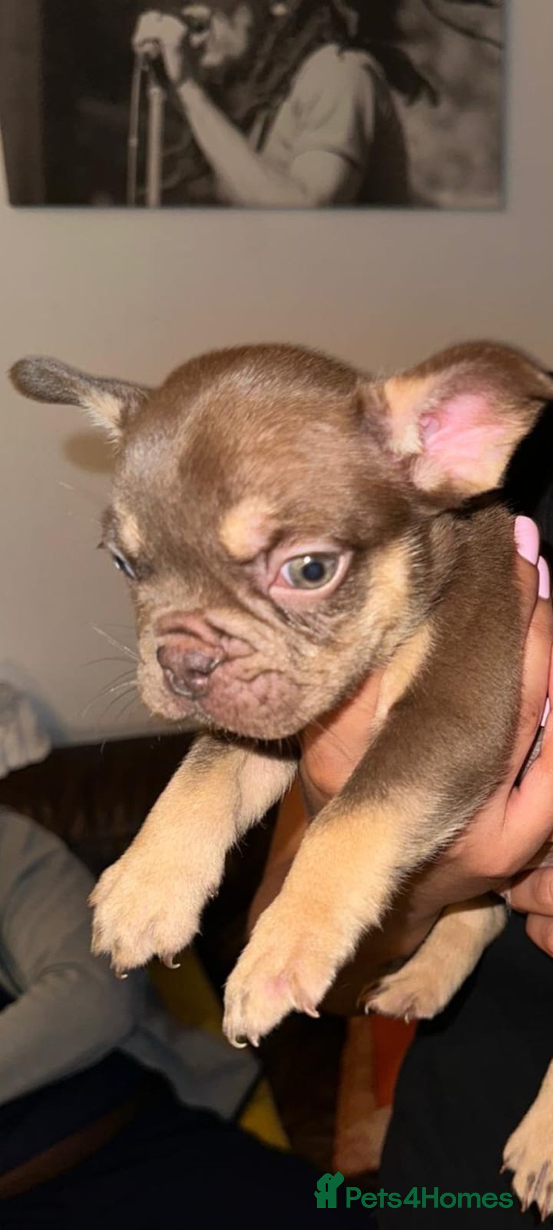French Bulldog dogs for sale: Frenchie puppy’s available  - Advert 5