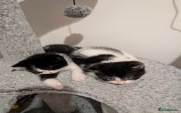 Domestic Shorthair cats for sale: Two male kittens for sale  - Advert 6