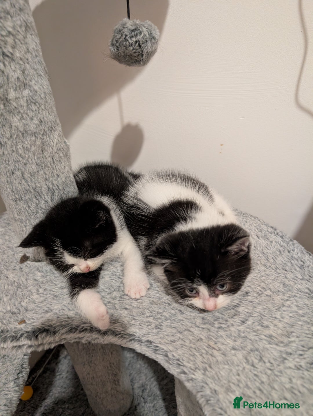 Domestic Shorthair cats for sale: Two male kittens for sale  - Advert 6