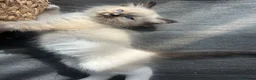 Ragdoll cats for sale: Ready to leave reduced price  - Advert 10