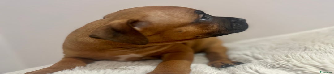 Staffordshire Bull Terrier Puppy 4