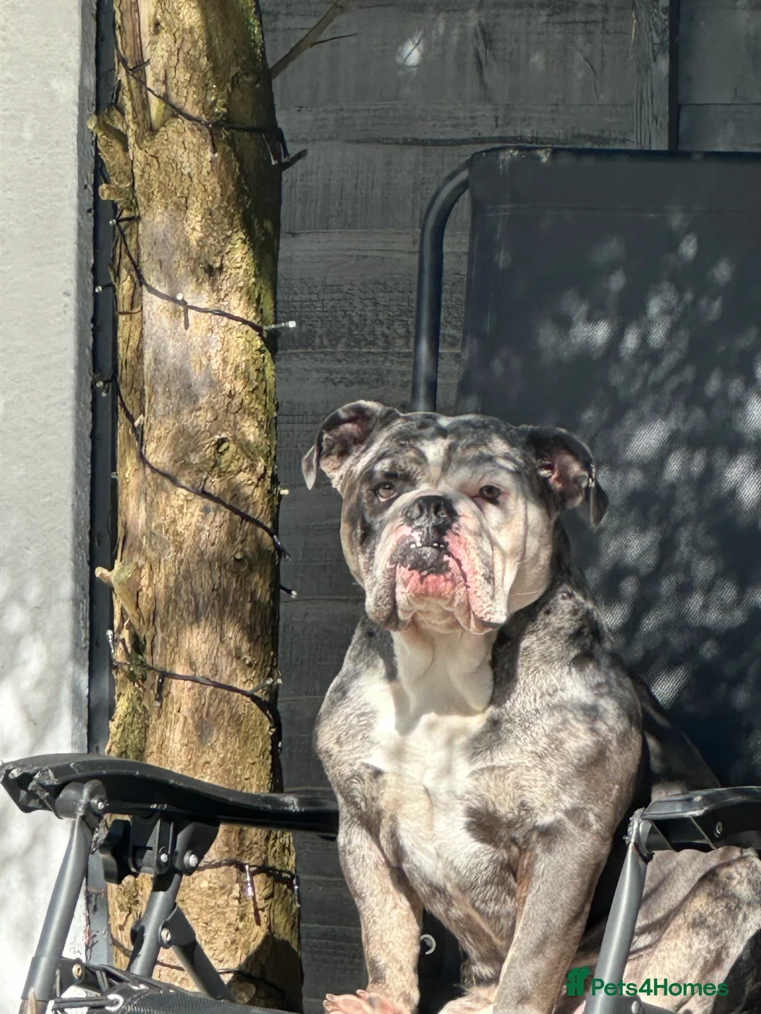 Olde English Bulldogge dogs for stud: BLUE MERLE OEB FOR STUD  in Leeds - Advert 5