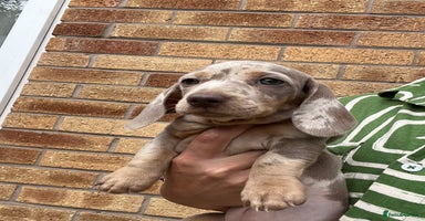 Miniature Dachshund dogs - Advert 13