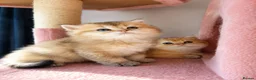 British Longhair cats for sale: British Shorthair &Longhair Golden Shaded (NY11) - Advert 5