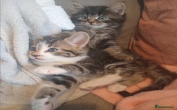 Mixed Breed cats for sale: From Our Loving Home to Yours - Image 11
