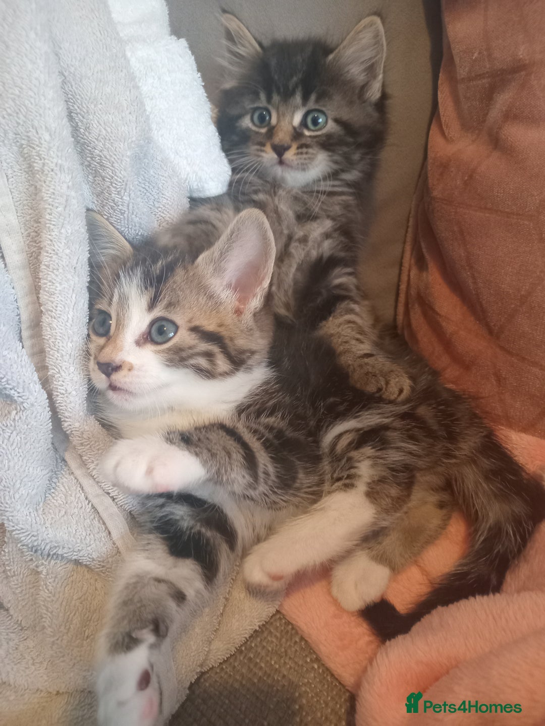Mixed Breed cats for sale: From Our Loving Home to Yours - Image 11