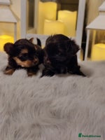 Yorkshire Terrier dogs - Advert 2