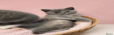 British Shorthair 3