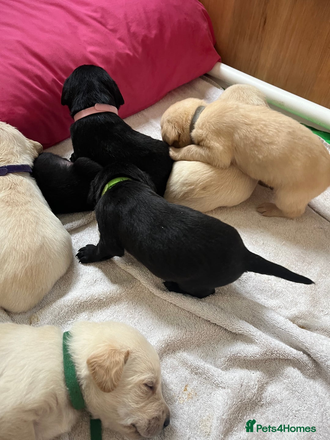 Labrador Retriever dogs for sale: Field trial working Labrador puppies  - Image 4
