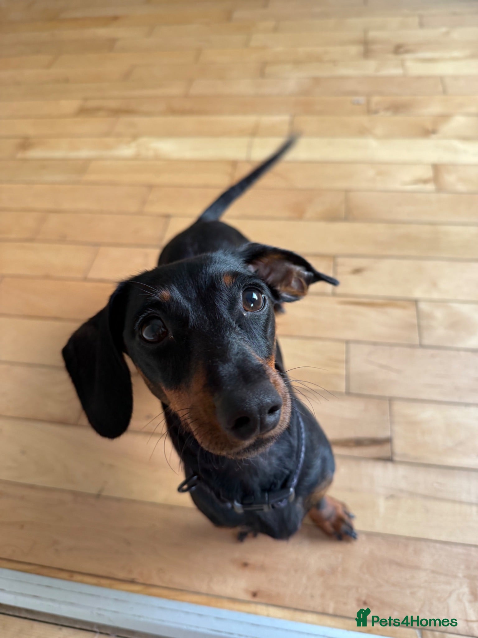 Miniature Dachshund dogs Dachshund  - Advert 8