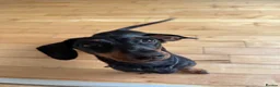 Miniature Dachshund dogs for sale: Dachshund  in Belfast - Advert 1