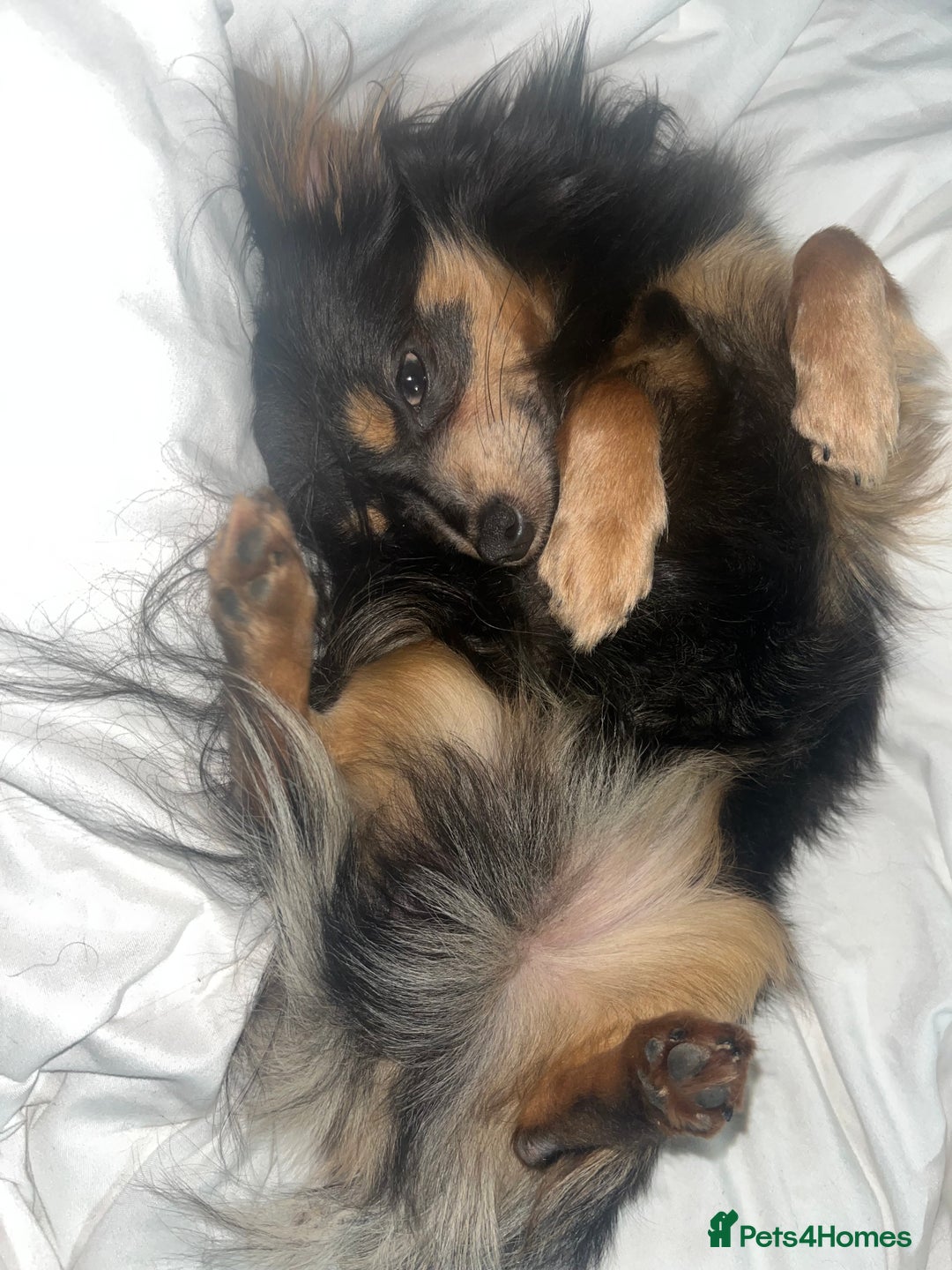 Chihuahua dogs for stud: Stunning Proven Stud - Advert 6