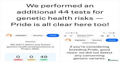 Ragdoll cats - Advert 9