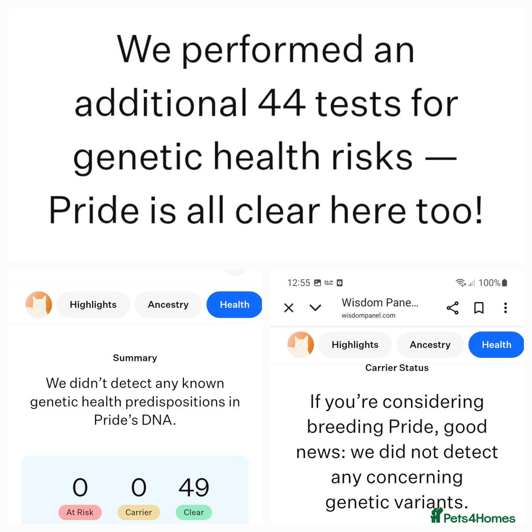 Ragdoll cats for sale: 🔥PRESTIGIOUS BEAST SIZE EU FEMALE🔥  - Advert 4