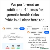 Ragdoll cats - Advert 9