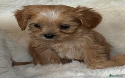 Cavapoo dogs for sale: Beautiful cavapoos - Image 2