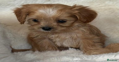 Cavapoo dogs - Advert 4