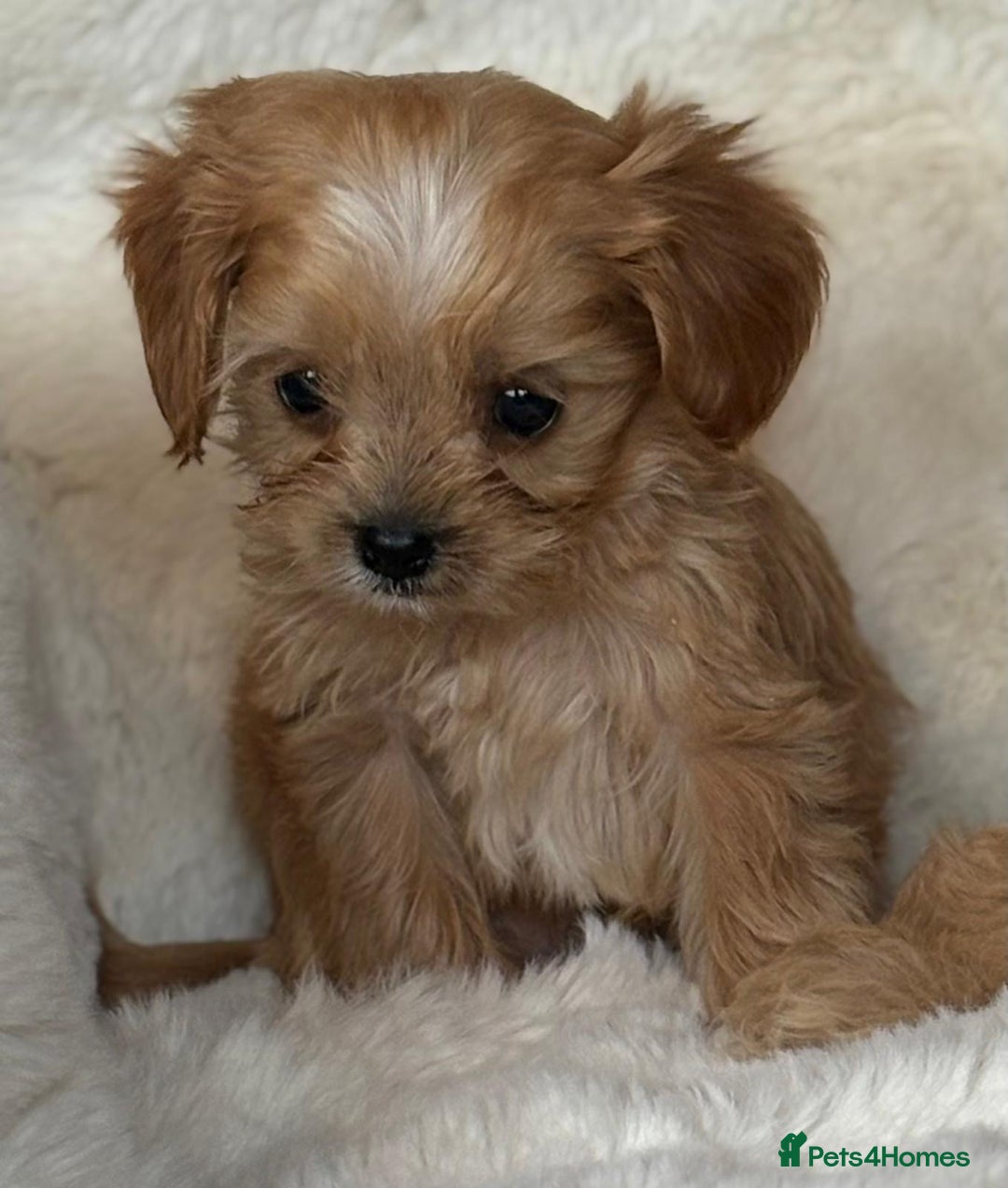 Cavapoo dogs for sale: Beautiful cavapoos - Image 2