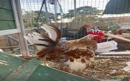 Chickens poultry for sale: Serama chickens  - Image 2