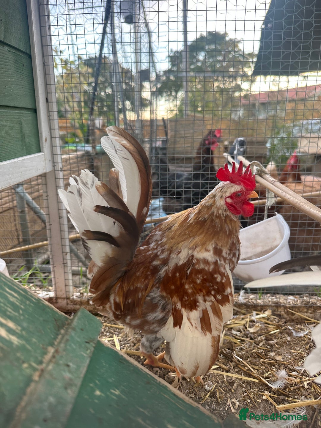 Chickens poultry for sale: Serama chickens  - Image 2