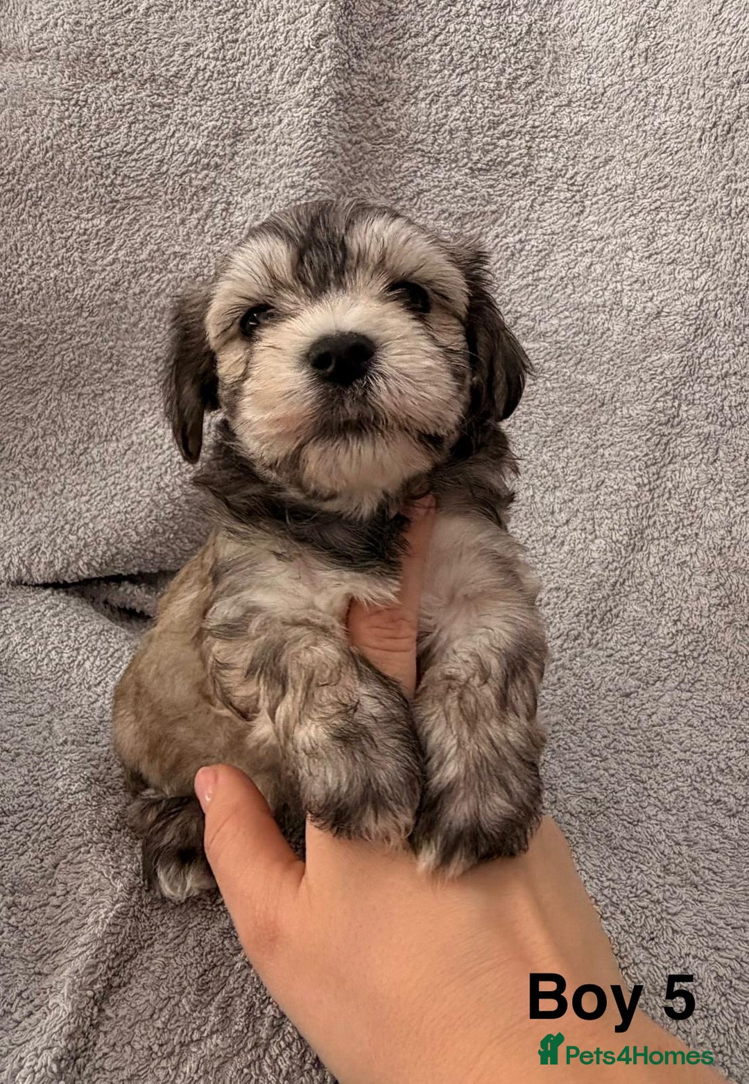 Mixed Breed dogs for sale: Chorkie - Maltese Mix for Sale - Advert 16