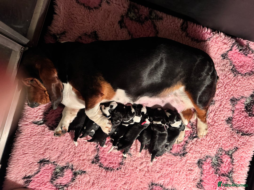 Mixed Breed dogs for sale: Hush puppies! - Advert 1