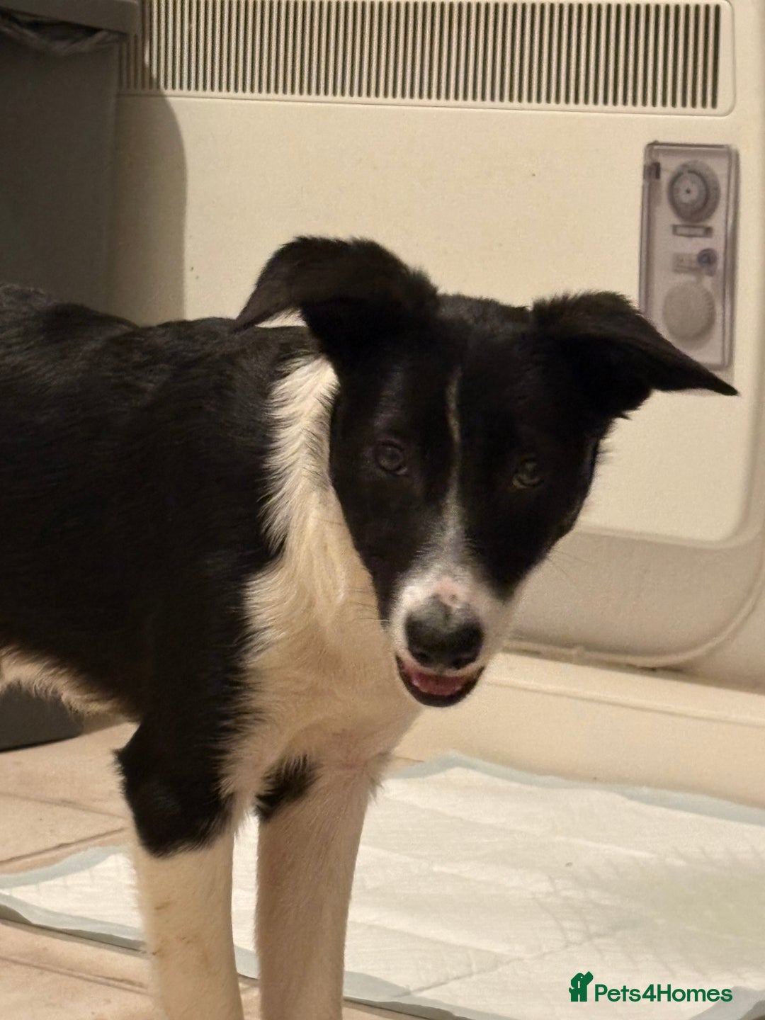 Border Collie dogs for sale: Yuki (available asap) - Image 4