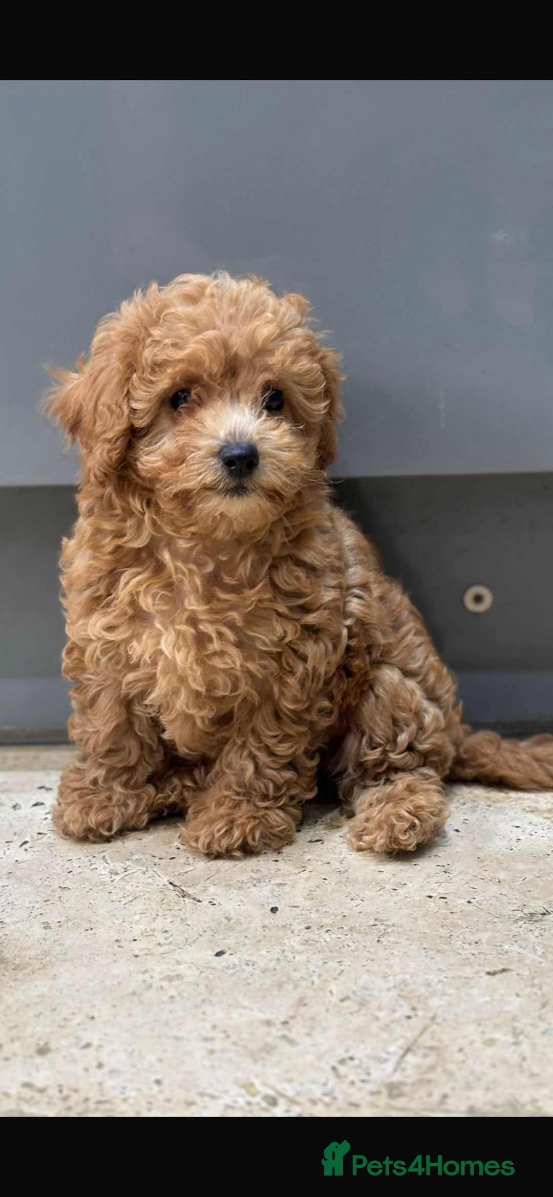 Maltipoo dogs for sale: Stunning maltipoo pups  - Advert 2