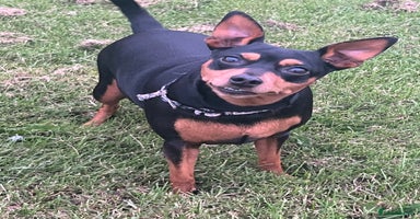 Miniature Pinscher dogs - Advert 1