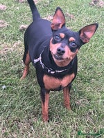 Miniature Pinscher dogs - Advert 1